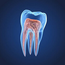 Endodontia